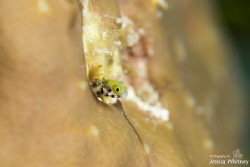 Secretary Blenny by Jessica Whitney 